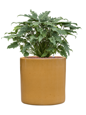 Philodendron 'Xanadu' en Cylinder