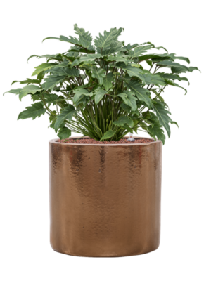 Philodendron 'Xanadu' en Cylinder