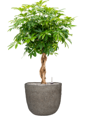 Schefflera arboricola 'Compacta' en Mountain