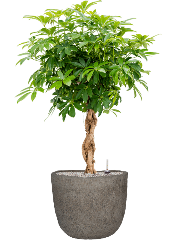 Schefflera arboricola 'Compacta' en Mountain, Pottery Pots