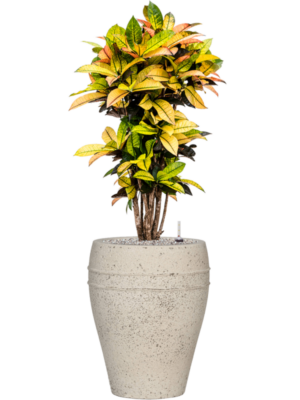 Croton (Codiaeum) variegatum 'Mrs. Iceton' en Mediterranean