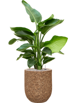 Strelitzia nicolai en Baq Naturescast