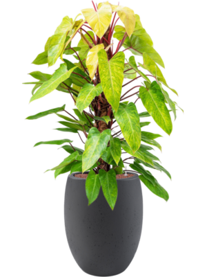 Philodendron 'Painted lady' en Grigio