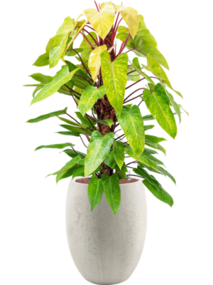 Philodendron 'Painted lady' en Grigio