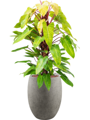 Philodendron 'Painted lady' en Grigio