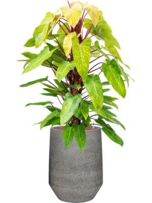Philodendron 'Painted lady' en Cement & Stone
