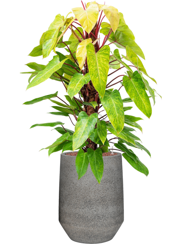 Philodendron 'Painted lady' en Cement & Stone, Pottery Pots