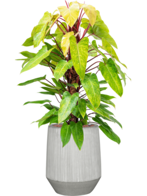 Philodendron 'Painted lady' en Ridged