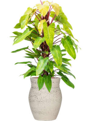 Philodendron 'Painted lady' en Mediterranean