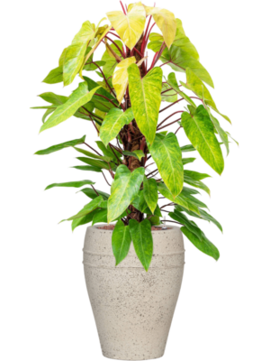 Philodendron 'Painted lady' en Mediterranean