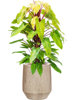 Philodendron 'Painted lady' en Mineral