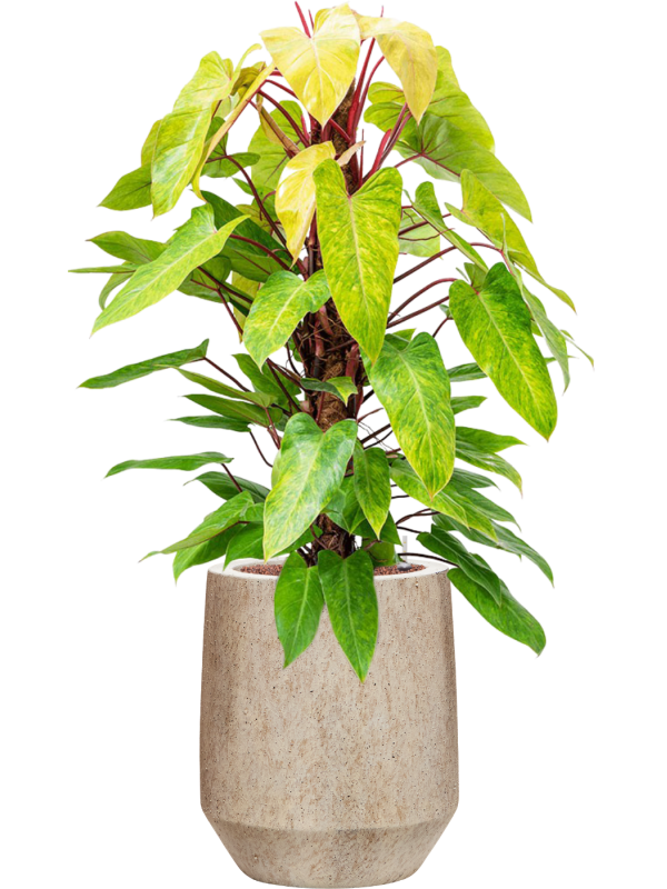 Philodendron 'Painted lady' en Mineral, Pottery Pots