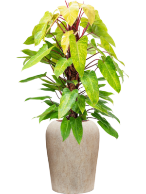 Philodendron 'Painted lady' en Mineral