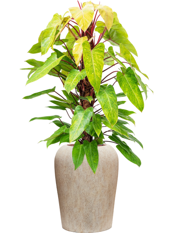 Philodendron 'Painted lady' en Mineral, Pottery Pots