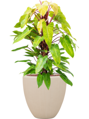 Philodendron 'Painted lady' en Baq Polystone Plain