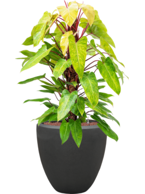 Philodendron 'Painted lady' en Baq Polystone Plain