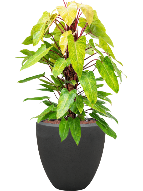 Philodendron 'Painted lady' en Baq Polystone Plain