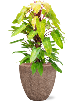 Philodendron 'Painted lady' en Baq Polystone Rough