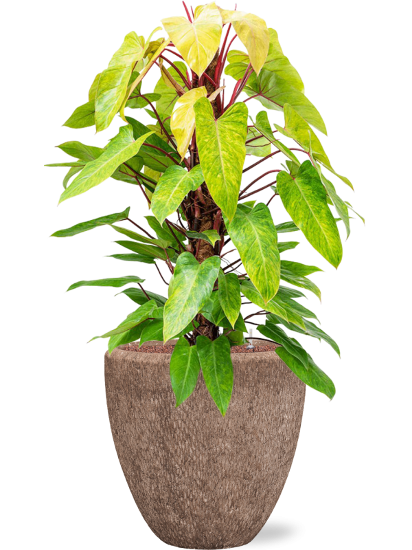Philodendron 'Painted lady' en Baq Polystone Rough