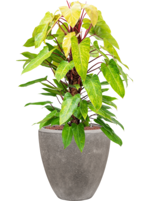 Philodendron 'Painted lady' en Baq Polystone Plain