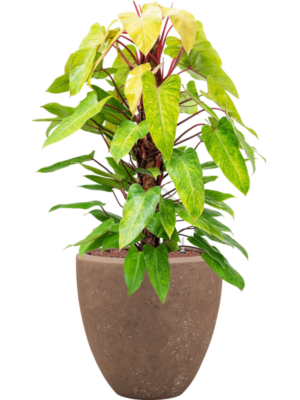 Philodendron 'Painted lady' en Baq Polystone Plain