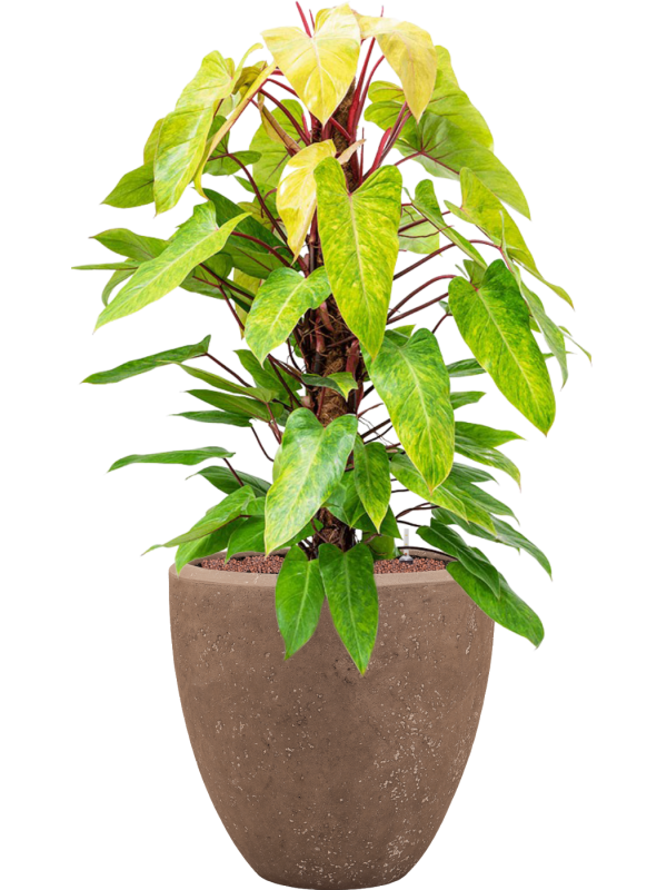 Philodendron 'Painted lady' en Baq Polystone Plain