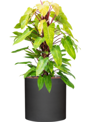 Philodendron 'Painted lady' en Refined