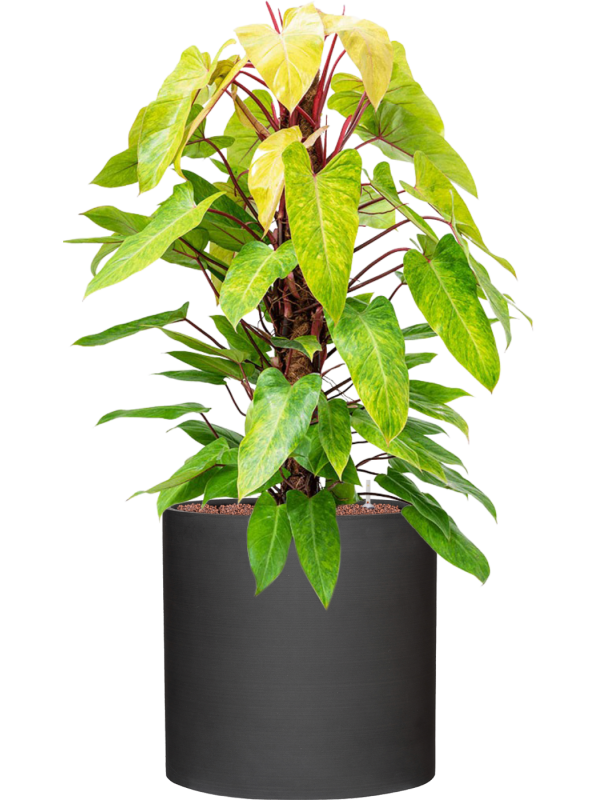 Philodendron 'Painted lady' en Refined, Pottery Pots