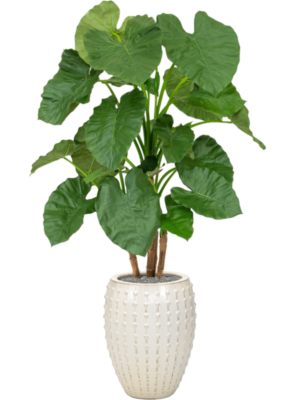 Alocasia en Laos