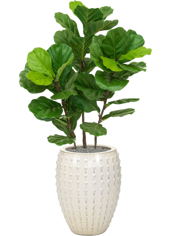 Fiddle Tree en Laos, Private label
