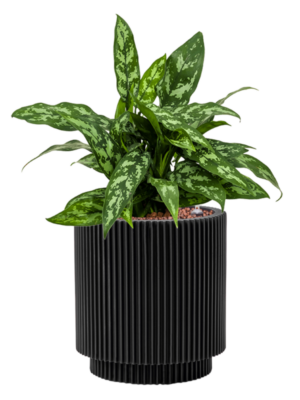 Aglaonema 'Maria' en Capi Nature Groove