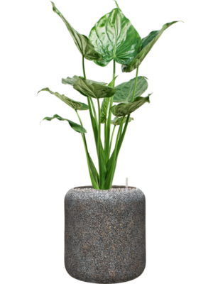 Alocasia cucullata en Baq Naturescast