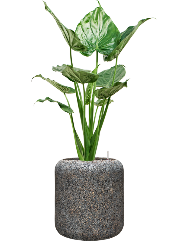 Alocasia cucullata en Baq Naturescast