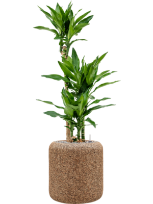 Dracaena fragrans 'Burundii' en Baq Naturescast