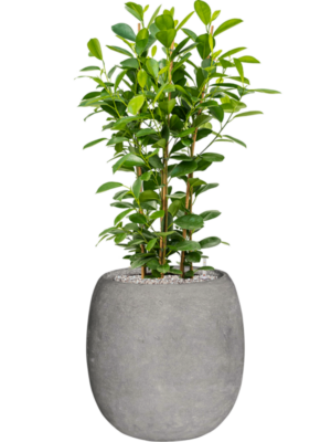 Ficus microcarpa 'Moclame' en Baq Polystone Coated Plain