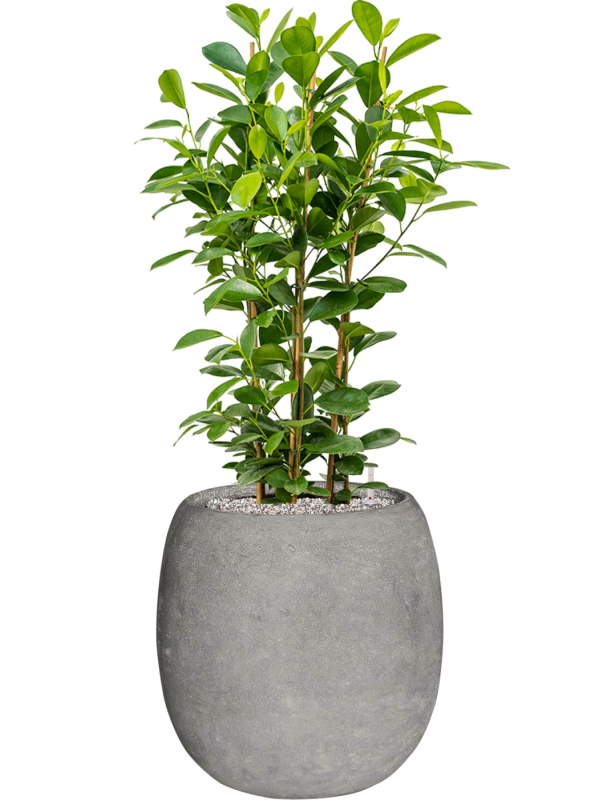 Ficus microcarpa 'Moclame' en Baq Polystone Coated Plain