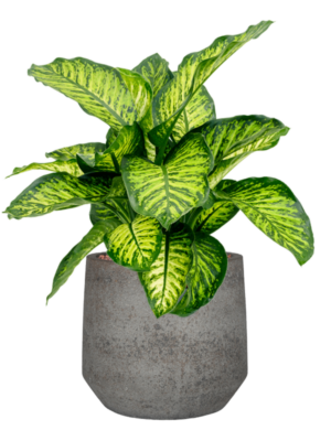 Dieffenbachia seguine 'Maroba' en Cement & Stone