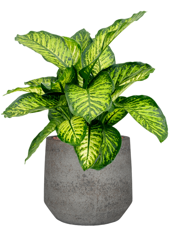 Dieffenbachia seguine 'Maroba' en Cement & Stone, Pottery Pots