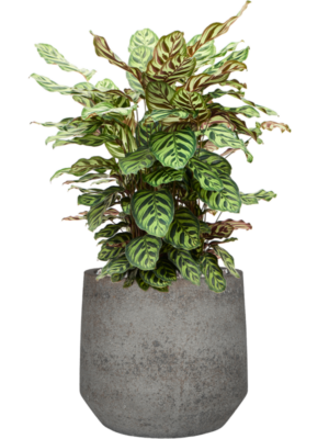 Calathea makoyana en Cement & Stone