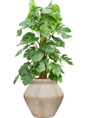 Monstera deliciosa en Mineral