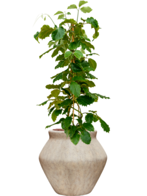 Tetrastigma voinierianum en Mineral