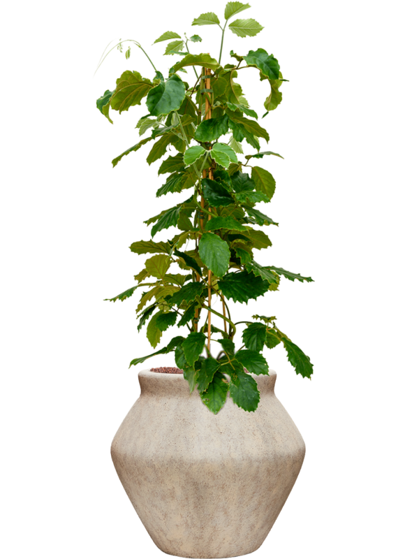 Tetrastigma voinierianum en Mineral, Pottery Pots