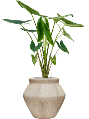 Alocasia zebrina en Mineral