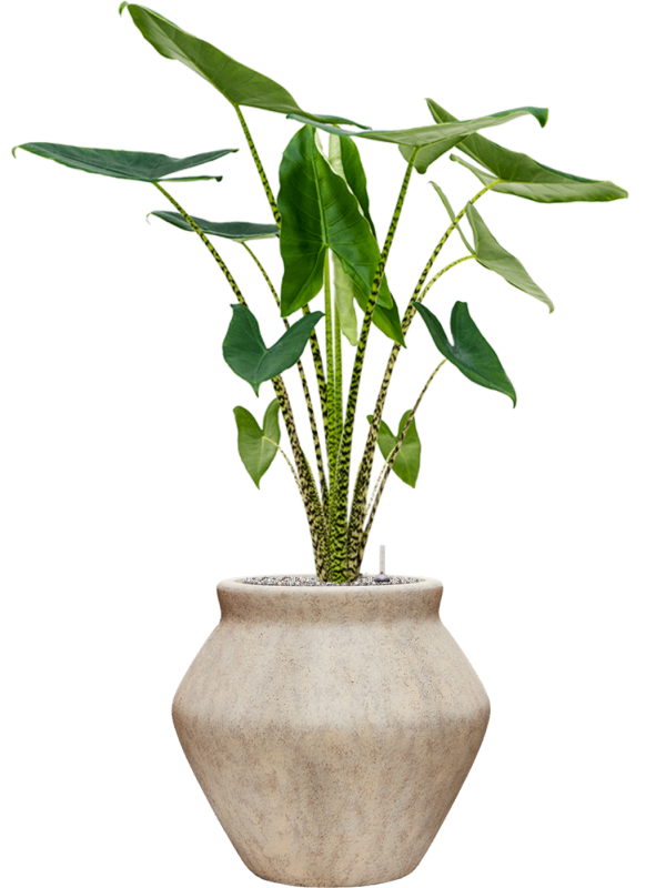 Alocasia zebrina en Mineral, Pottery Pots