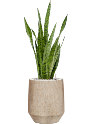 Sansevieria zeylanica en Mineral