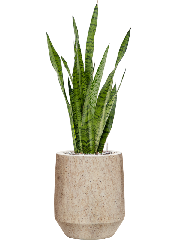 Sansevieria zeylanica en Mineral, Pottery Pots