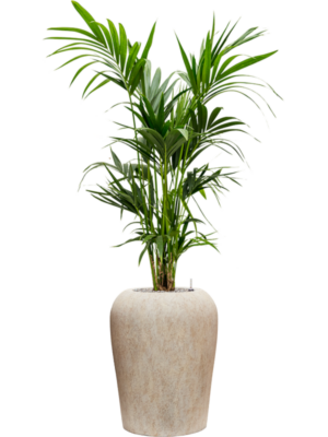 Kentia (Howea) forsteriana en Mineral