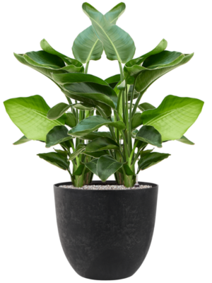 Strelitzia nicolai en Artstone
