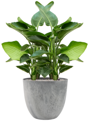 Strelitzia nicolai en Artstone