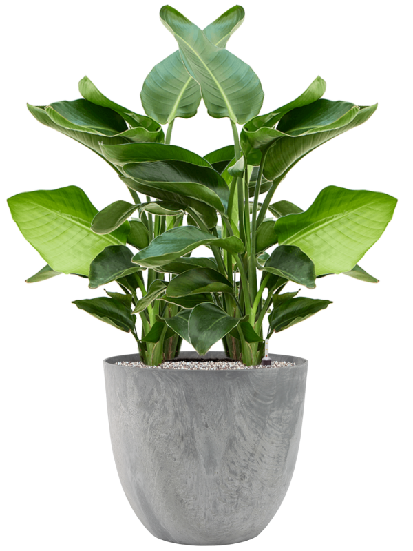 Strelitzia nicolai en Artstone